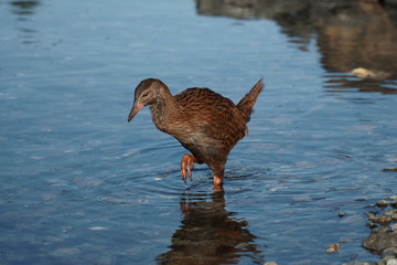 Weka Gallirallus australis foraging for small fish and shell fish in New Zealand waters