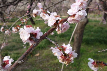 2月の終わりの藤牡丹枝垂れ