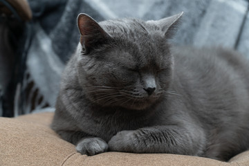 sleepy gray cat on a sofa