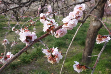 2月の終わりの藤牡丹枝垂れ