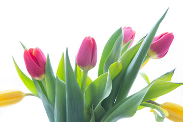 Obraz premium Bouquet of tulips on a white background. Flower shop.