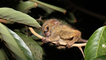 Photo of a little Tarsius in the night