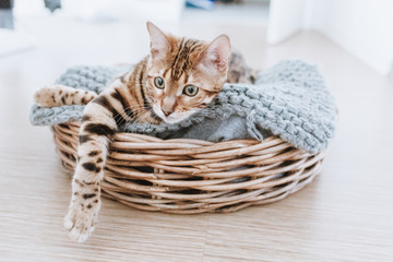 Fototapeta na wymiar Bengalkatze Kitten Hauskatze