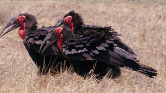 Southern Ground Hornbills Walking On The Grassland In Botswana On A Summer Day - Closeup Shot