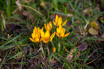 Beautiful yellow crocus blooming on a sunny spring day