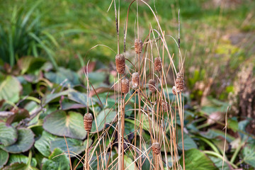 Dry grass growing out of a garden pond on spring day