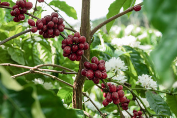 Coffee bean on coffee tree in cafe Plantation