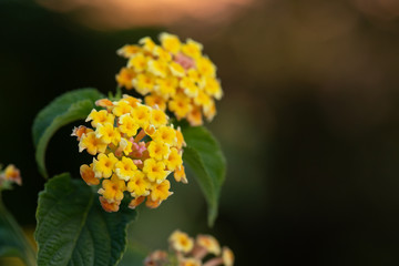 Yellow Lantana camara flowers