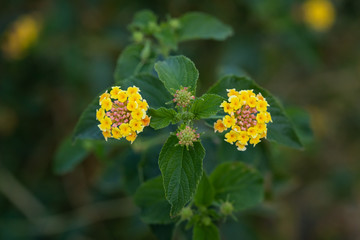 Yellow Lantana camara flowers