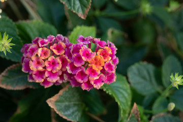 Pink Lantana camara flowers	