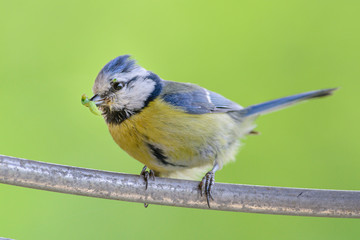 Blaumeise mit Raupe