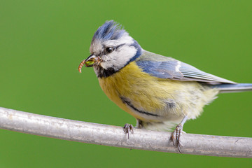 Blaumeise mit Spinne