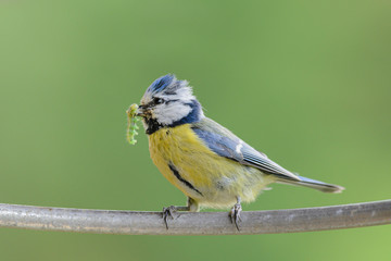 Blaumeise mit Raupe