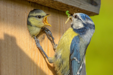 Blaumeisenfütterung