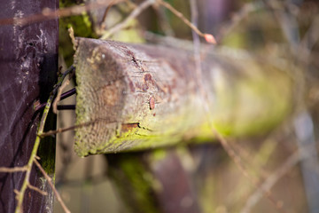 Detail of the head of the nail in a wooden fence of stakes