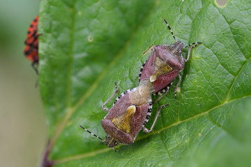 Kopulierende Beerenwanzen (Dolycoris baccarum)
