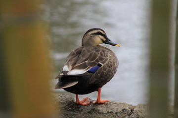 A Duck Looking Back through Bamboos