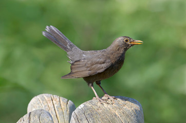Amsel