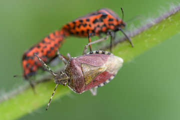 Beerenwanze und Streifenwanzen