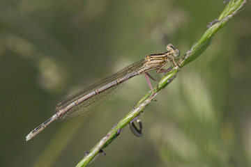 Blaue Federlibelle