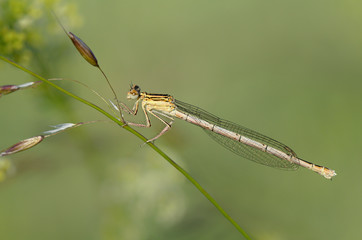 Blaue Federlibelle