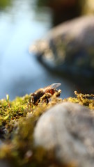 Honigbiene im Sonnenschein