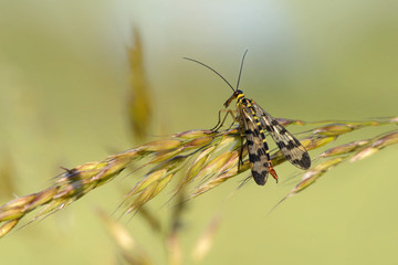 Gemeine Skorpionsfliege 