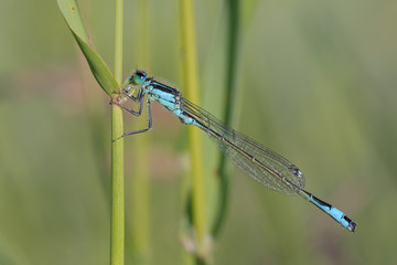 Große Pechlibelle, frisst Fliege