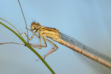 Blaue Federlibelle