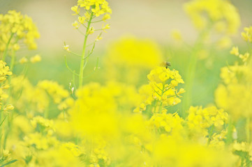 Obraz premium Blooming rape flowers, Jiangmen, Guangdong, China.
