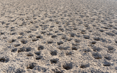 Sand with multiple horse tracks