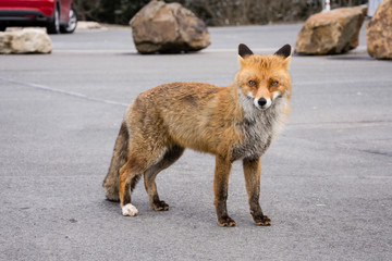  Rotfuchs auf Parkplatz