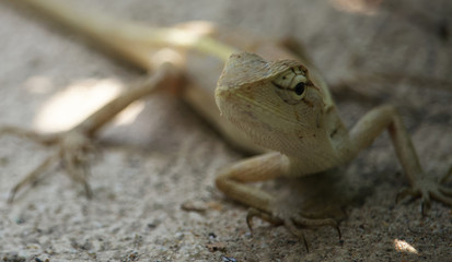 Chameleon close-up on the street