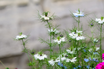 Close up of small delicate white flowers of nigella damascena plant in a sunny summer day, beautiful outdoor floral background photographed with soft focus