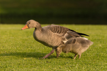 Graugans mit Gössel