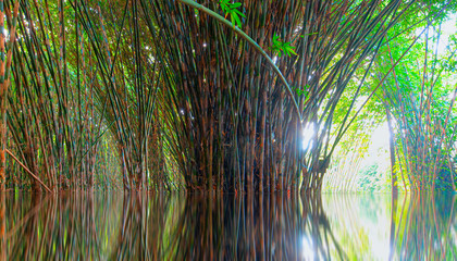 Spa bamboo forest background with reflection on the water surface at sunset
