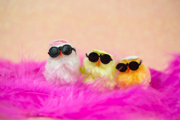 funny chicks on pink feather