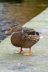 Close-Up of a female Drake Mallard duck