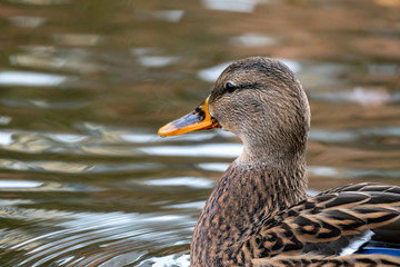 Fototapeta premium Close-Up of a female Drake Mallard duck