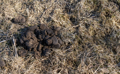 A pile of increments and dung left by a cow