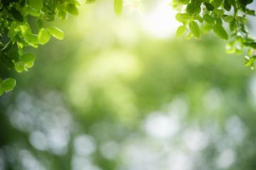 Nature of green leaf in garden at summer. Natural green leaves plants using as spring background cover page greenery environment ecology wallpaper - obrazy, fototapety, plakaty