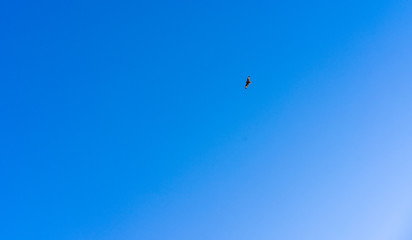 Eagle flies against the blue sky