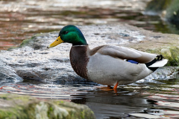 Close-Up of a male Drake Mallard duck