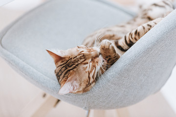 Bengalkatze Kitten Hauskatze