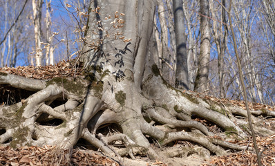 Big tree roots grow outward