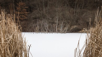 Branches of dead bush sticking out of frozen lake covered by snow and foreground reed
