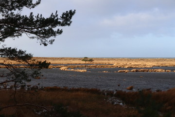 einsamer Baum in der Ostseelandschaft 