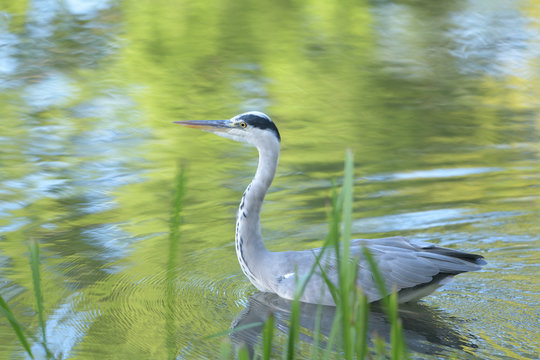 綺麗な鳥 Photos Royalty Free Images Graphics Vectors Videos Adobe Stock