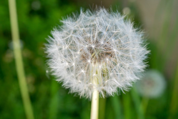 Close-Up of a dandelion with a insect on top in full blossom during spring time in Germany