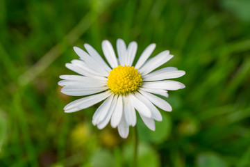 Fototapeta premium Beautiful white marguerite daisy flower with a green background